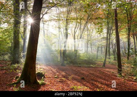 La lumière du soleil traverse les bois en automne, Cornwall Banque D'Images