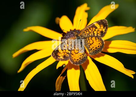 Le papillon croissant du nord répand ses ailes sur une fleur jaune de rudbeckia Banque D'Images