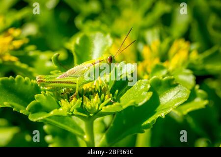 Sauterelle à deux rayures reposant sur une plante verte et jaune Banque D'Images