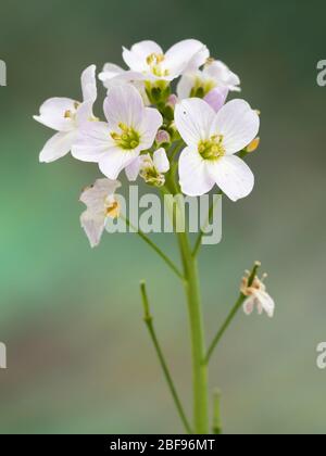 Fleurs printanières délicates, roses et blanches, de la fesse de la dame, Cardamine pratensis, une fleur sauvage britannique Banque D'Images
