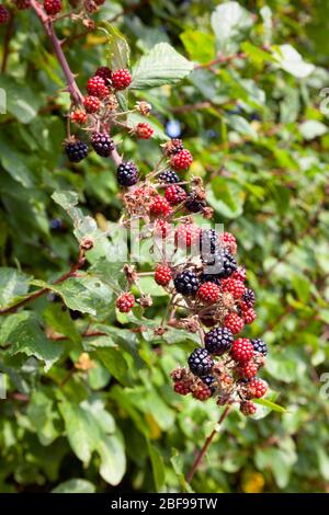 Bramble (Rubus frujusus) avec mûr fruit BlackBerry, Buckinghamshire, Angleterre Banque D'Images