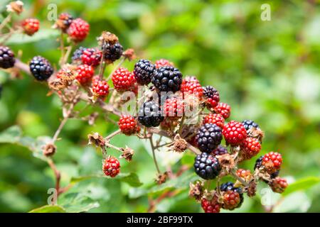 Bramble (Rubus frutisus) avec des fruits mûrs mûrs, Buckinghamshire, Angleterre Banque D'Images