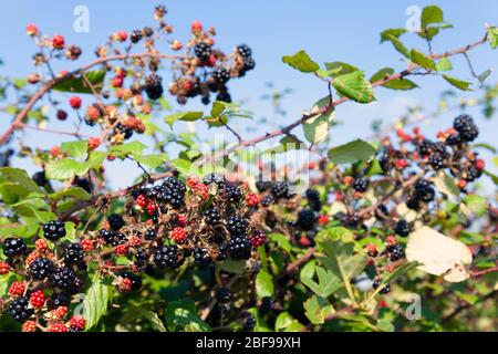 Bramble (Rubus frutisus) avec des fruits mûrs mûrs, Buckinghamshire, Angleterre Banque D'Images