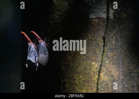 Une paire de Pyrops sultana (une espèce de planthoppers) utilise leur proboscis pour atteindre le phloème dans l'écorce de l'arbre. Banque D'Images