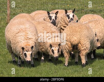 Troupeau de Badger Sheep face à la couleur noire et blanche dans une ombre anglaise Banque D'Images