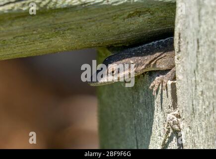 Carolina anole se cachant dans la clôture Banque D'Images