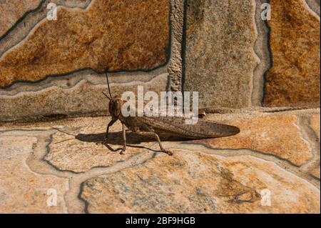 Gros sauterelle ou criquet - brun sauté sur un fond brun. Il se réchauffe au soleil d'été. Siesta. Midi. Chaleur, nature, insecte. Banque D'Images