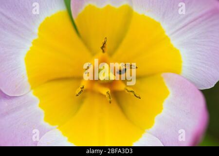 Candia tulip 'Lilac Wonder' (Tulipa saxatilis 'Lilac Wonder') Banque D'Images