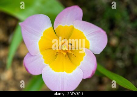 Candia tulip 'Lilac Wonder' (Tulipa saxatilis 'Lilac Wonder') Banque D'Images