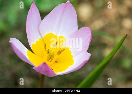 Candia tulip 'Lilac Wonder' (Tulipa saxatilis 'Lilac Wonder') Banque D'Images