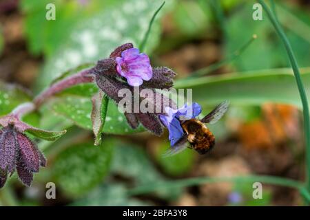 Une mouche à l'abeille à bordure foncée (Bombylius Major) sur la fleur d'un commun lungwort (Pulmonaria officinalis) Banque D'Images