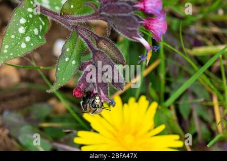 Une abeille à fleurs pileuses (Anthophora plumipes) sur la fleur d'un commun lungwort (Pulmonaria officinalis) Banque D'Images