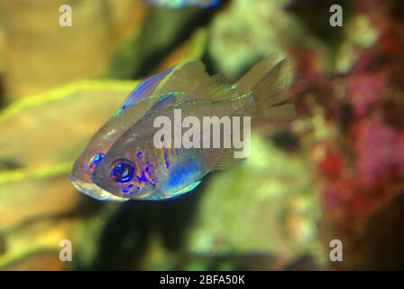 Bluestreak threadfin cardinalfish, Apogon leptacanthus Banque D'Images