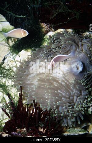 Anemonefish rose (Amphipirion périderaion) symbiotique avec anemone géant, Heteractis magica Banque D'Images