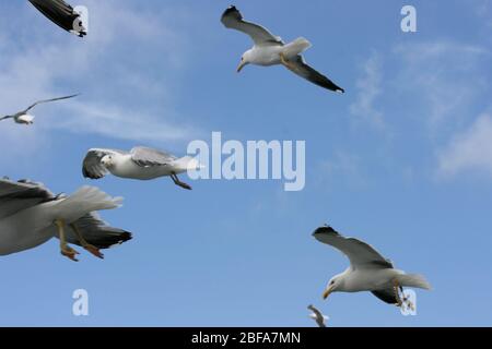 Gros plan d'un goéland volant, avec fond bleu ciel Nahaufnahme einer fliegenden Silbermöwe, mit blauem Himmel im hintergrund Banque D'Images