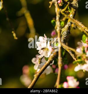 Gros plan sur un atterrissage d'abeille sur une fleur de pomme pour la polliniser Banque D'Images