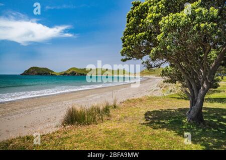 Camping Port Jackson, Cap Colville, arbre pohutukawa, péninsule de Coromandel, région de Waikato, Île du Nord, Nouvelle-Zélande Banque D'Images