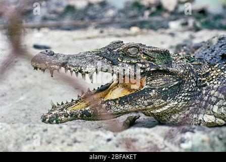 Crocodile cubain (crocodylus rhombifer) reptiles endémique à Cuba, gravement en danger Banque D'Images