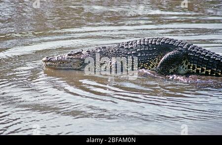 Crocodile cubain (crocodylus rhombifer) reptiles endémique à Cuba, gravement en danger Banque D'Images