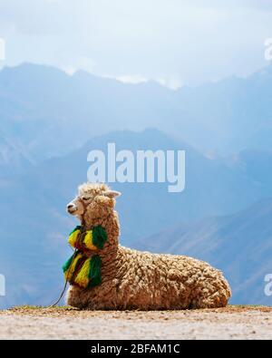 Décoré Alpaga ou Llama dans la vallée sacrée du Pérou. Banque D'Images