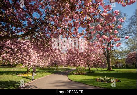 Coronavirus Covid 19 People enjoy the cherry blossom in Town Gardens, Swindon during their daily exercise while the country is on Lockdown 14/04/20 Banque D'Images