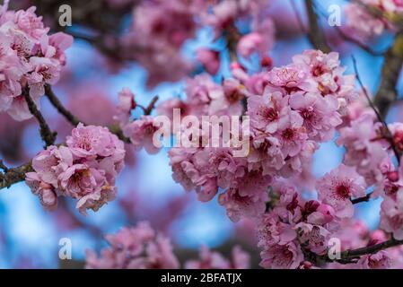 Gros plan sélectif des fleurs roses sur les brindilles Banque D'Images