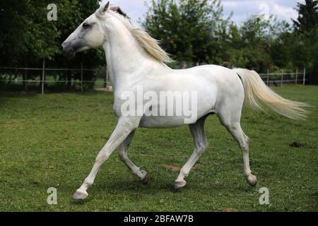 Cheval andalou de couleur grise à la purée avec de longues manes gallotant dans les pâturages verts Banque D'Images