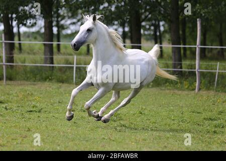 Cheval andalou de couleur grise à la purée avec de longues manes gallotant dans les pâturages verts Banque D'Images