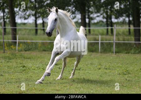 Cheval andalou de couleur grise à la purée avec de longues manes gallotant dans les pâturages verts Banque D'Images