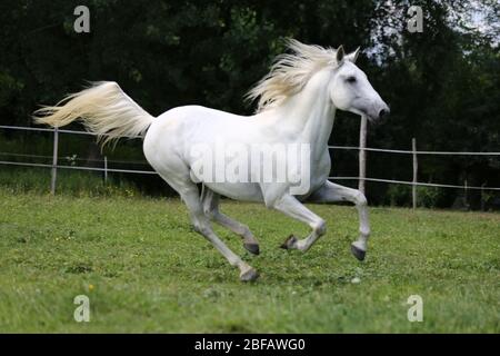 Cheval andalou de couleur grise à la purée avec de longues manes gallotant dans les pâturages verts Banque D'Images