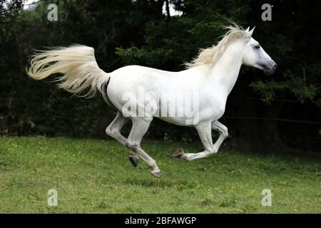 Cheval andalou de couleur grise à la purée avec de longues manes gallotant dans les pâturages verts Banque D'Images