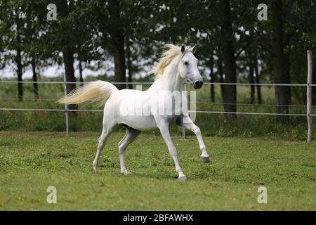 Cheval andalou de couleur grise à la purée avec de longues manes gallotant dans les pâturages verts Banque D'Images