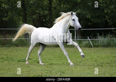 Cheval andalou de couleur grise à la purée avec de longues manes gallotant dans les pâturages verts Banque D'Images