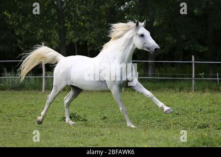 Cheval andalou de couleur grise à la purée avec de longues manes gallotant dans les pâturages verts Banque D'Images