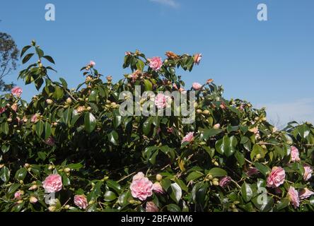 Fleur printanière Camellia ou arbuste japonais de la Rose (Camellia japonica 'C.M. Wilson') dans un jardin de campagne dans le Devon rural, Angleterre, Royaume-Uni Banque D'Images