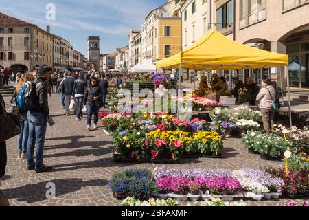 Blumenfest à Este, Provin Padoue, Venetien, Italien, Europa Banque D'Images