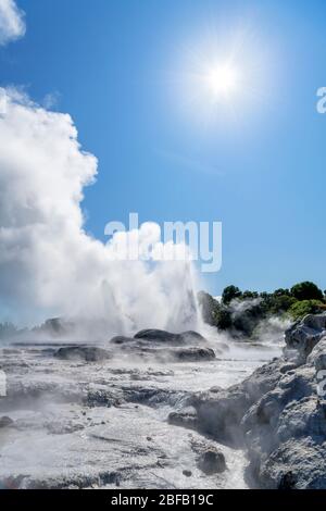 Geysers à te Puia, te Whakarewarewa Geothermal Valley, Rotorua, Nouvelle-Zélande Banque D'Images