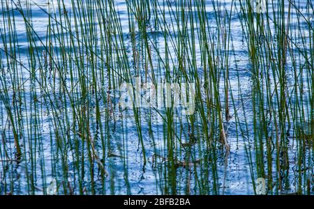 Roseaux qui poussent sur le bord d'un lac. Des reflets incroyables dans l'eau en dessous. Banque D'Images