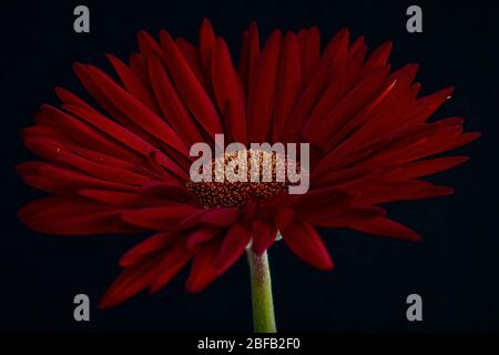 Fleur rouge profonde isolée à proximité sur fond noir Banque D'Images