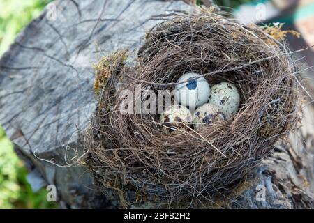 de magnifiques oiseaux naturels nichent dans un arbre avec des œufs Banque D'Images