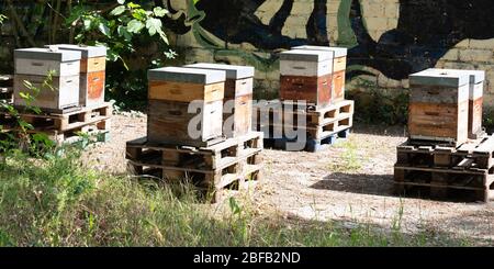 jardin urbain de la ville avec ruches dans le modèle de bannière web Banque D'Images