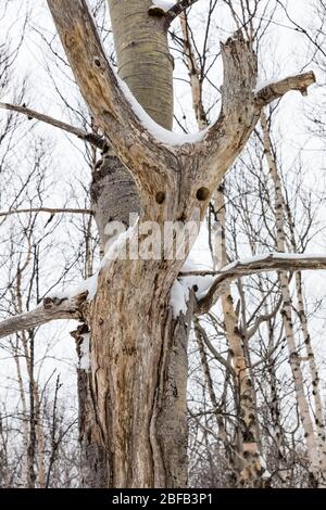 Arbre mort avec visage dans la forêt de démonstration de Thomas Howe à Gander, Terre-Neuve, Canada Banque D'Images