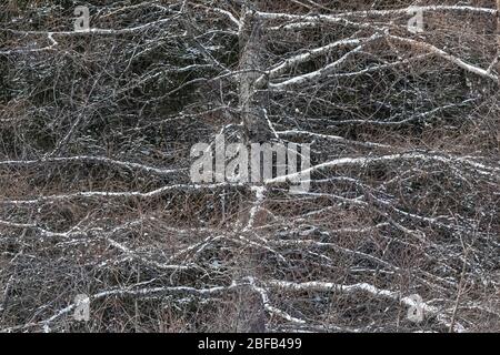 Forêt de conifères à l'intérieur de Terre-Neuve le long de la route Buchans, Terre-Neuve, Canada Banque D'Images