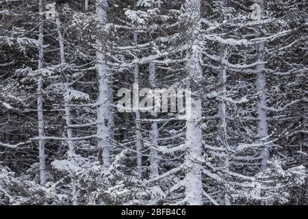 Forêt de conifères à l'intérieur de Terre-Neuve le long de la route Buchans, Terre-Neuve, Canada Banque D'Images