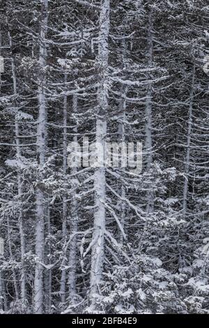 Forêt de conifères à l'intérieur de Terre-Neuve le long de la route Buchans, Terre-Neuve, Canada Banque D'Images