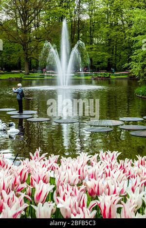 Femme prenant des photos sur des pads d'étang, des fleurs et une fontaine, les jardins de Keukenhof, près de Lisse, Hollande, Pays-Bas Banque D'Images