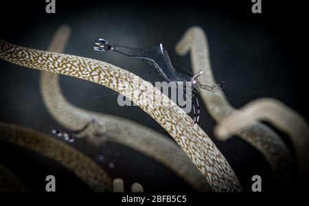 Crevettes plus propres (Periglimenes longicarpus) dans la mer de Read, Egypte Banque D'Images