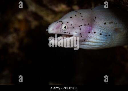 Anguille moray poivrée (Siderea picta) dans le sud de la mer Rouge Banque D'Images