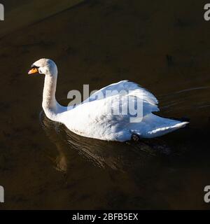 Couper le son des cygnes pagayant le long du front de mer de Steveston en lumière tôt Banque D'Images