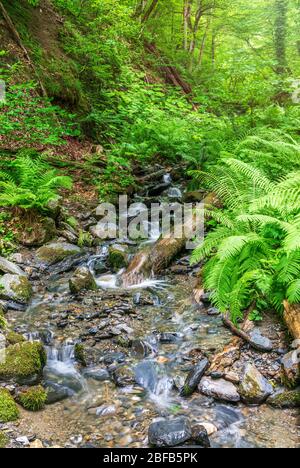un ruisseau avec une cascade dans la forêt au printemps ou en été. Montagnes au printemps. Fern vert Pteridium aquilinum ou saulen dans la forêt Banque D'Images